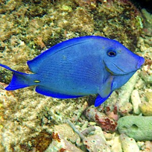 Nauja 22.01.23 jūrinių žuvų ir koralų siunta