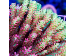 Nauja 25.11.16 Hepatus-Shop jūrinių žuvų ir koralų siunta