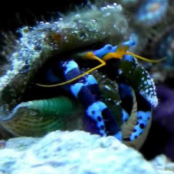 Nauja 26.03.06 Hepatus Shop jūrinių žuvų ir koralų siunta