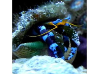 Nauja 26.03.06 Hepatus Shop jūrinių žuvų ir koralų siunta