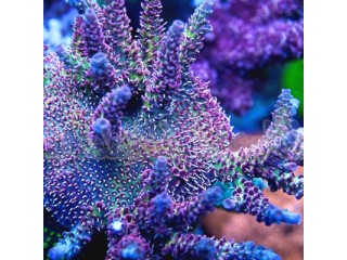Nauja 22.10.06 jūrinių žuvų ir koralų siunta