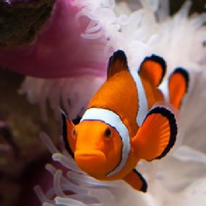 Nauja 21.02.26 jūrinių žuvų ir koralų siunta