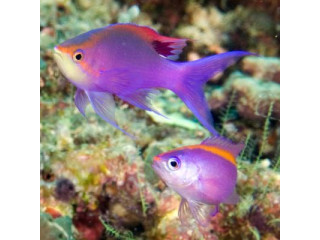 Nauja 25.10.25 Hepatus-Shop jūrinių žuvų ir koralų siunta