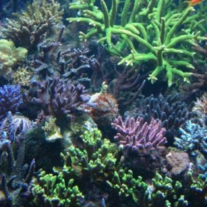 Redokso potencialas rifiniam akvariume