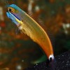 Nauja 21.10.25 jūrinių žuvų ir koralų siunta