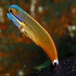 Nauja 21.10.25 jūrinių žuvų ir koralų siunta