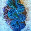 Nauja 21.11.25 jūrinių žuvų ir koralų siunta