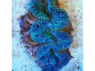 Nauja 21.11.25 jūrinių žuvų ir koralų siunta