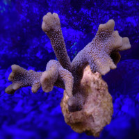 Koralas SPS Montipora Grey Blue; S, M, L