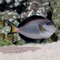 Žuvis Arabinis jūrų chirurgas Acanthurus sohal