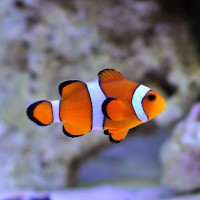 Žuvis Klounas Amphiprion ocellaris