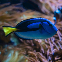 Žuvis Melsvasis chirurgas Paracanthurus hepatus