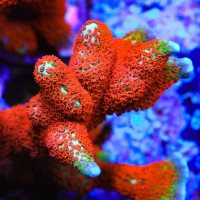 Koralas SPS Montipora Branched Forest fire; S, M, L