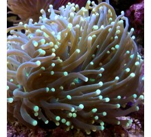 Euphyllia Glabrescens LPS koralas