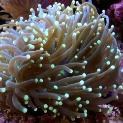 Nauja 20.11.17 jūrinių žuvų ir koralų siunta