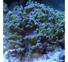 Euphyllia paradivisa LPS koralas