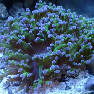 Nauja 21.01.12 jūrinių žuvų ir koralų siunta