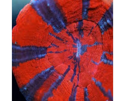 Koralas LPS Scolymia australiensis Ultra Color