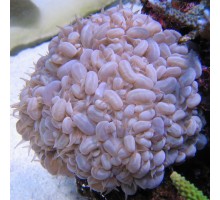 Plerogyra lichtensteini LPS koralas; L