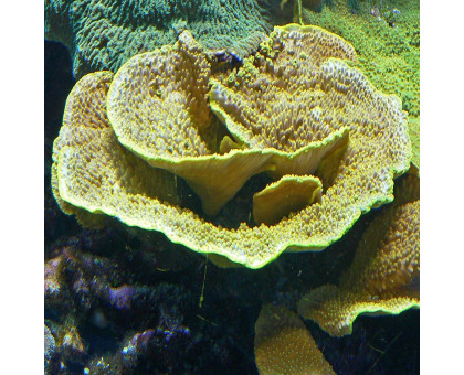 Koralas SPS Turbinaria reniformis; L Koralas SPS Turbinaria reniformis; L