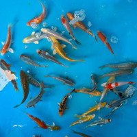 Karpis KOI Mix; XS, S, M, L, XL, XXL