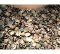 Shells / Muschelschalen 2500g
