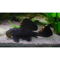Leporacanthicus triactis L-91 