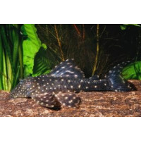 Panaqolus albomaculatus (LDA-031)