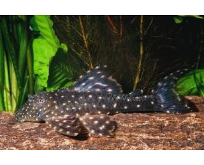 Panaqolus albomaculatus (LDA-031) Panaqolus albomaculatus (LDA-031)