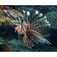 Žuvis Pterois volitans