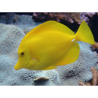Žuvis Zebrasoma flavescens