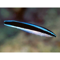 Žuvis Labroides dimidiatus