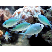 Žuvis Pseudochromis viridis