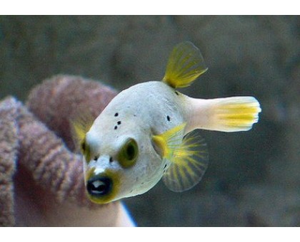 Žuvis Arothorn Nigropunc Yellow face