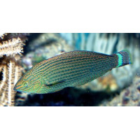 Žuvis Halichoeres Marginatus
