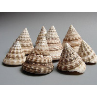 Tectus fenestratus