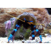 Calcinus elegants