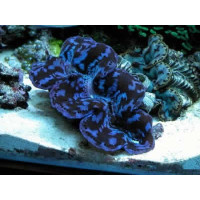 Tridacna Maxima Ultra