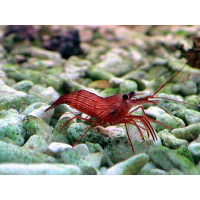 Lysmata Wurdemanni 
